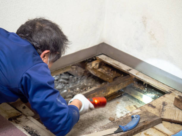 Best Affordable Mold Removal  in Scott, LA