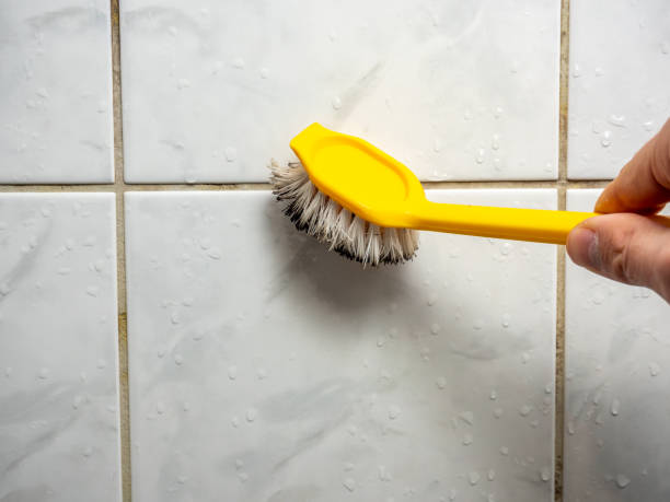 Reliable Scott, LA Mold Removal Solutions
