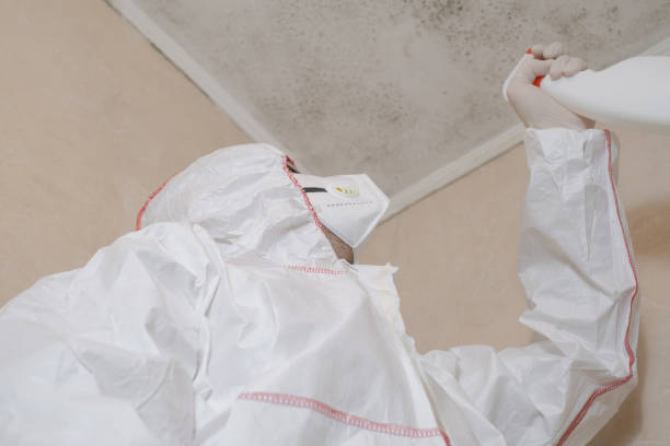 Best Black Mold Removal  in Scott, LA