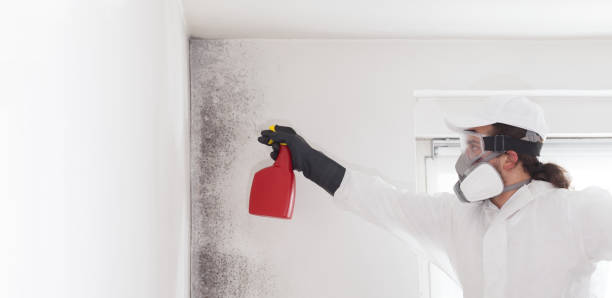 Mold Removal and Inspection in Scott, LA