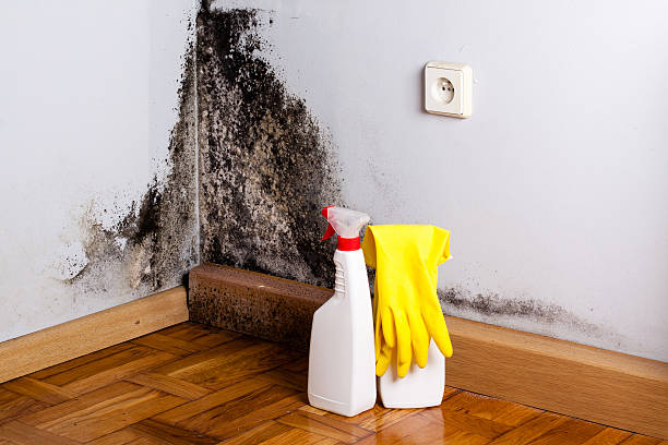 Best Same-Day Mold Removal  in Scott, LA
